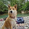 Vaya participe au concours pour gagner de l'argent avec cette photo : dog, wet, river, rocks, towel, collar, leash, outdoor, nature, trees, water, pet, canine, animal, summer, relaxing, forest, daytime, muzzle, fur