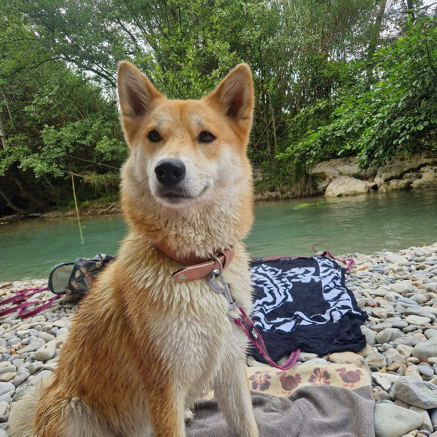 Vaya participe au concours pour gagner de l'argent avec cette photo : dog, wet, river, rocks, towel, collar, leash, outdoor, nature, trees, water, pet, canine, animal, summer, relaxing, forest, daytime, muzzle, fur