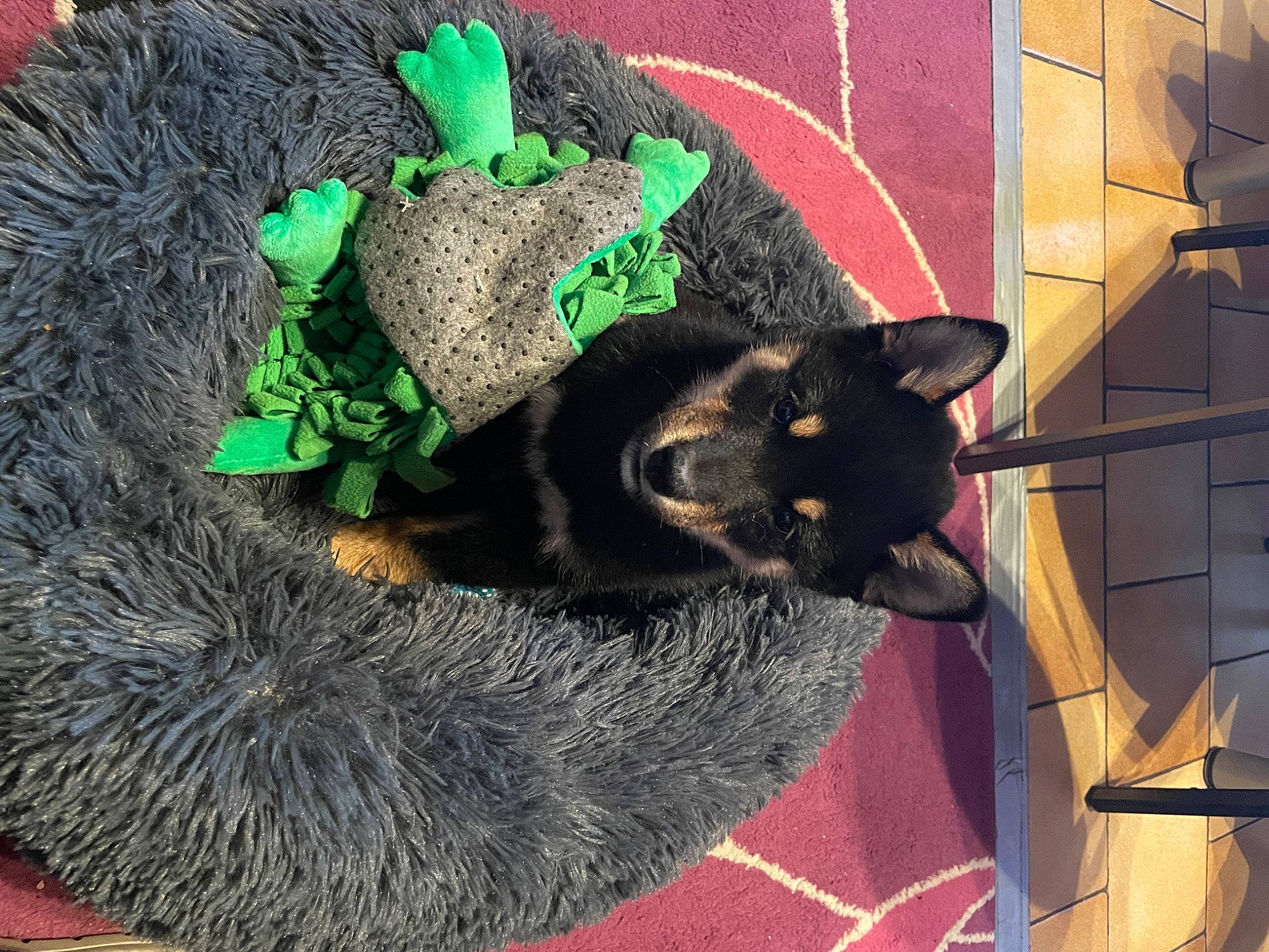 Wendy participe au concours pour gagner de l'argent avec cette photo : black_cat, bombay, carnivore, cat, cat_supply, collar, costume_hat, domestic_short_haired_cat, event, fashion_accessory, felidae, fur, grass, natural_material, pet_supply, plant, small_to_medium_sized_cats, snout, tail, whiskers