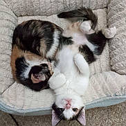 Oreo is registered to the contest to win money with this photo: cat, cats, pet_bed, sleeping, lying_down, fur, cozy, indoor, animal, cute, playful, resting, whiskers, ears, tail, domestic_cat, two_animals, feline, carpet, soft