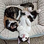 cat, cats, pet_bed, sleeping, lying_down, fur, cozy, indoor, animal, cute, playful, resting, whiskers, ears, tail, domestic_cat, two_animals, feline, carpet, soft