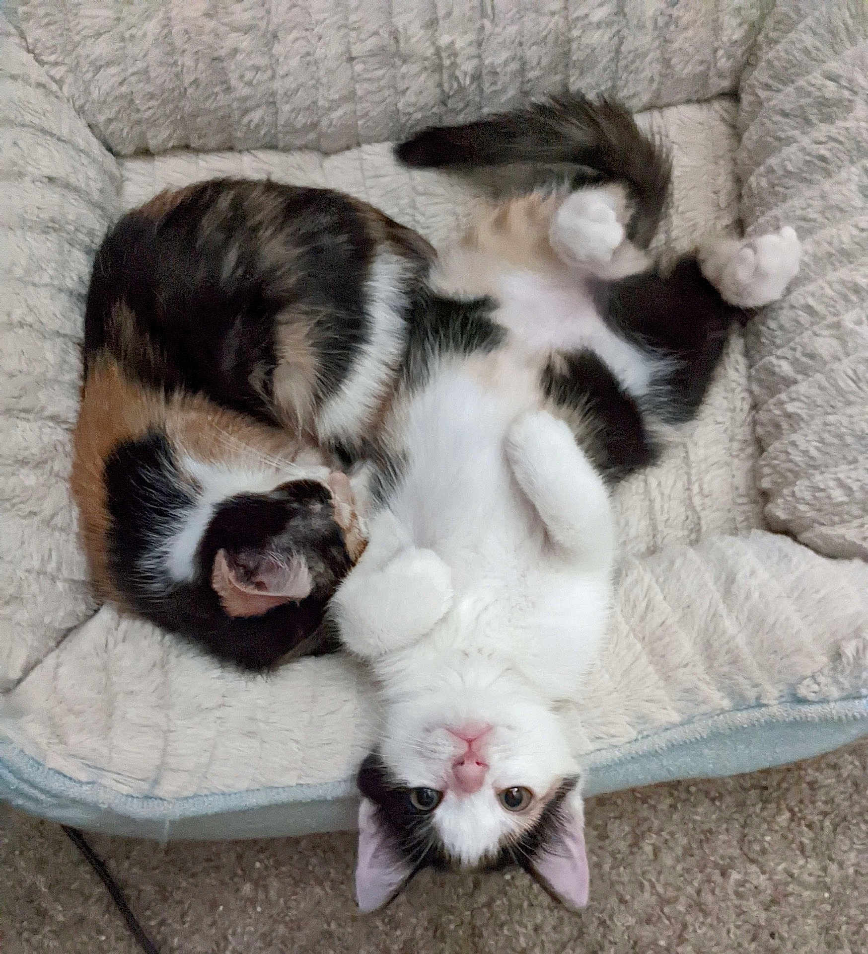 Oreo