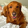 dog, golden_retriever, pet, animal, bed, white_sheets, tongue_out, portrait, close_up, fur, canine, domestic_animal, laying_down, cute, friendly, indoors, relaxed, mammal, looking_at_camera, happy