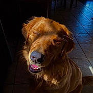 Finn joined the competition — help win amazing prizes! dog, golden_retriever, pet, smiling, sunlight, indoor, tile_floor, happy, canine, animal, fur, muzzle, ears, whiskers, tongue, shadow, closed_eyes, portrait, domestic, companion