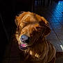 dog, golden_retriever, pet, smiling, sunlight, indoor, tile_floor, happy, canine, animal, fur, muzzle, ears, whiskers, tongue, shadow, closed_eyes, portrait, domestic, companion