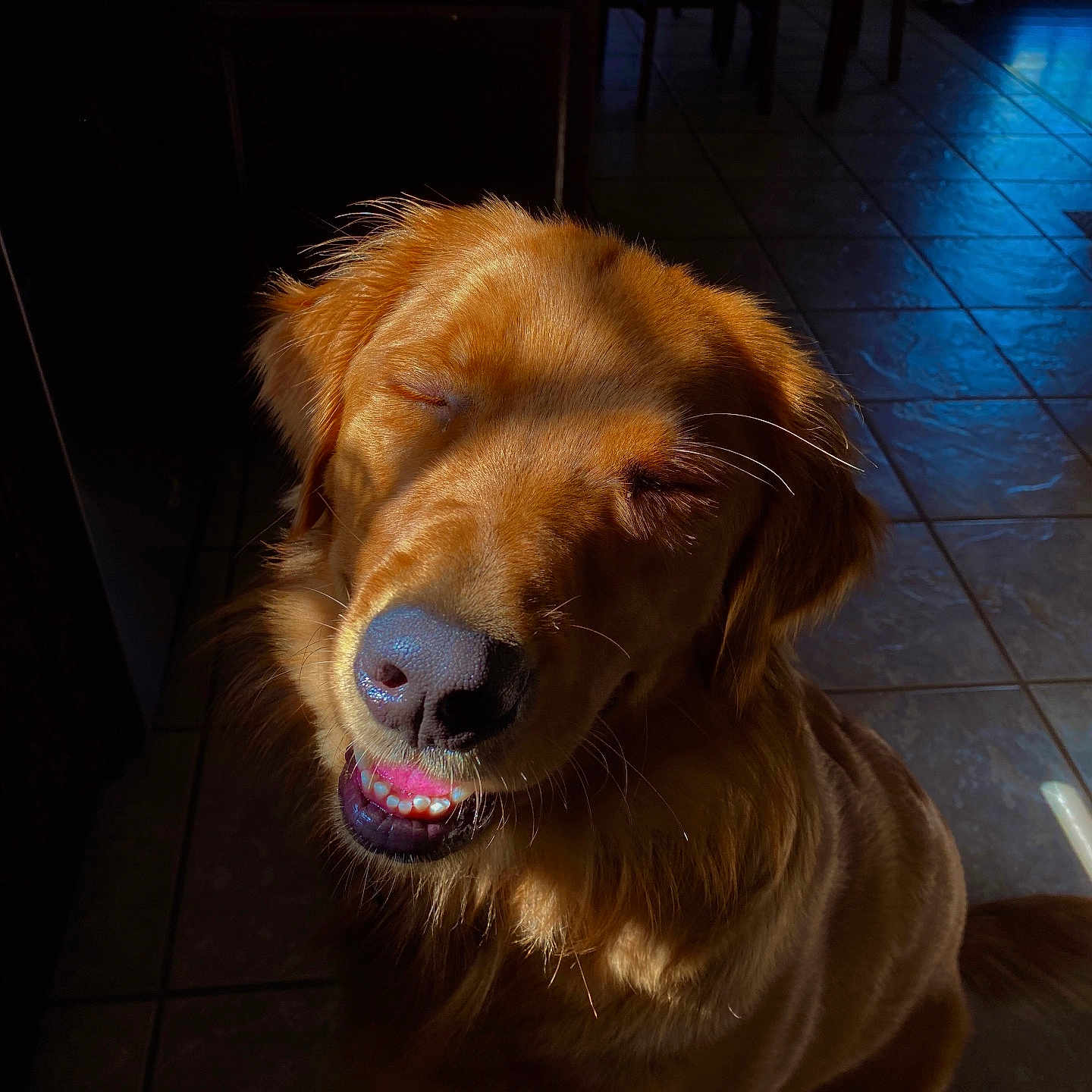 Finn joined the competition — help win amazing prizes! animal, canine, closed_eyes, companion, dog, domestic, ears, fur, golden_retriever, happy, indoor, muzzle, pet, portrait, shadow, smiling, sunlight, tile_floor, tongue, whiskers