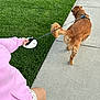 dog, golden_retriever, leash, person, pink_hoodie, shorts, sidewalk, grass, outdoor, walking, pet, canine, pavement, summer_clothing, casual, animal, daylight, greenery, human_hand, retractable_leash