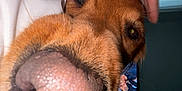 Finn is registered to the contest to win money with this photo: animal, blurred_background, brown_fur, canine, close_up, companion, curtain, cute, dog, domestic_animal, face_partial, hand, indoor, nose, person_hand, pet, snout, soft_light, television, whiskers