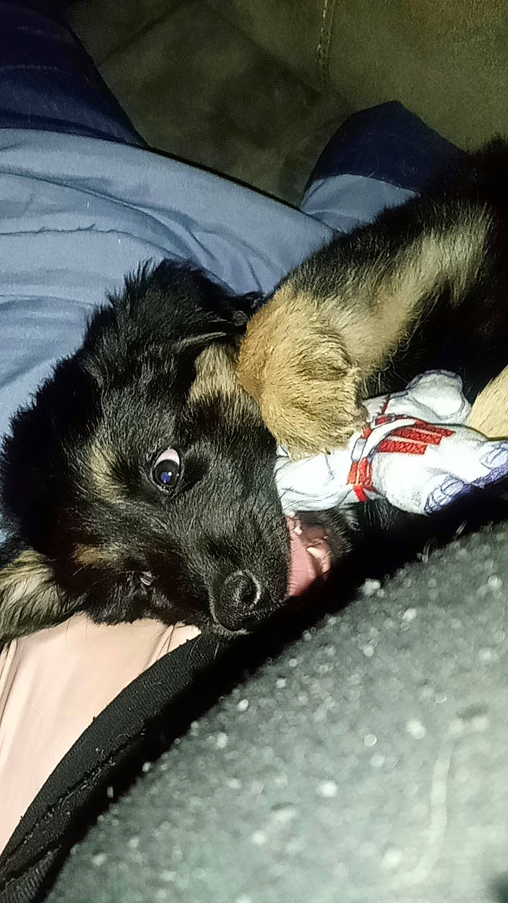 Titus joined the competition — help win amazing prizes! canidae, carnivore, claw, comfort, companion_dog, dog, dog_breed, estrela_mountain_dog, foot, fur, guard_dog, mammal, paw, snout, sporting_group, street_dog, terrestrial_animal, vertebrate, whiskers, working_animal