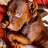 Koda is registered to the contest to win money with this photo: dog, brown_dog, pet, curled_up, blanket, couch, indoor, resting, paw, collar, fur, canine, relaxed, close_up, animal, cute, sleepy, companion, home, comfort