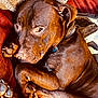 dog, brown_dog, pet, curled_up, blanket, couch, indoor, resting, paw, collar, fur, canine, relaxed, close_up, animal, cute, sleepy, companion, home, comfort