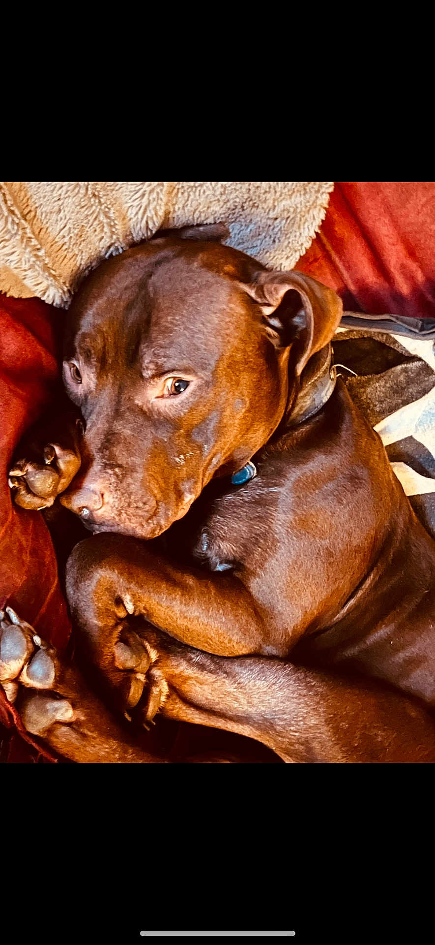 Koda