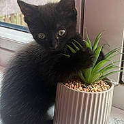 Binx is registered to the contest to win money with this photo: kitten, black_cat, plant, succulent, pot, window, indoor, pet, feline, curious, cute, fur, animal, nature, green, leaf, closeup, adorable, young, domestic