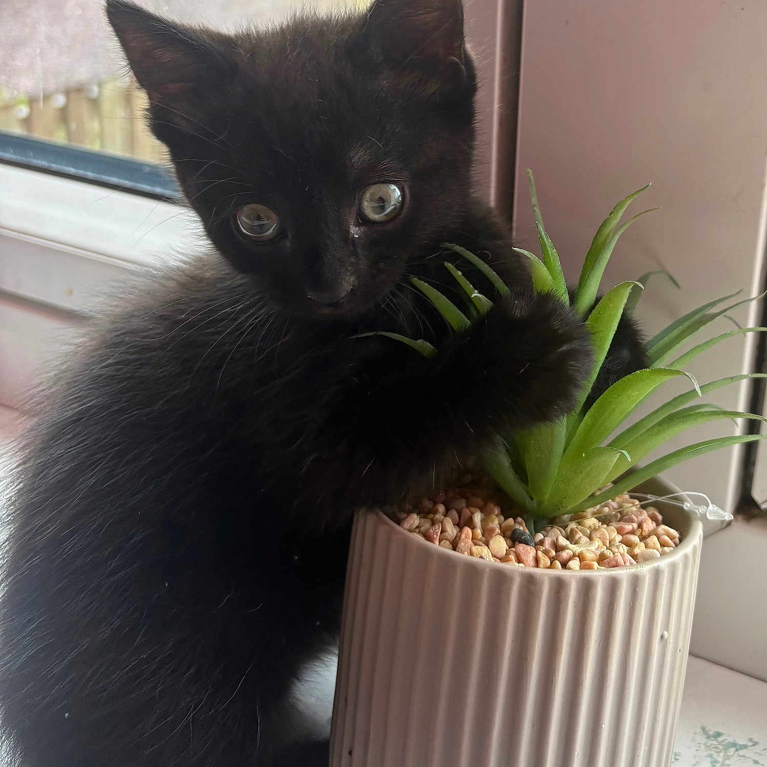 Binx is registered to the contest to win money with this photo: adorable, animal, black_cat, closeup, curious, cute, domestic, feline, fur, green, indoor, kitten, leaf, nature, pet, plant, pot, succulent, window, young