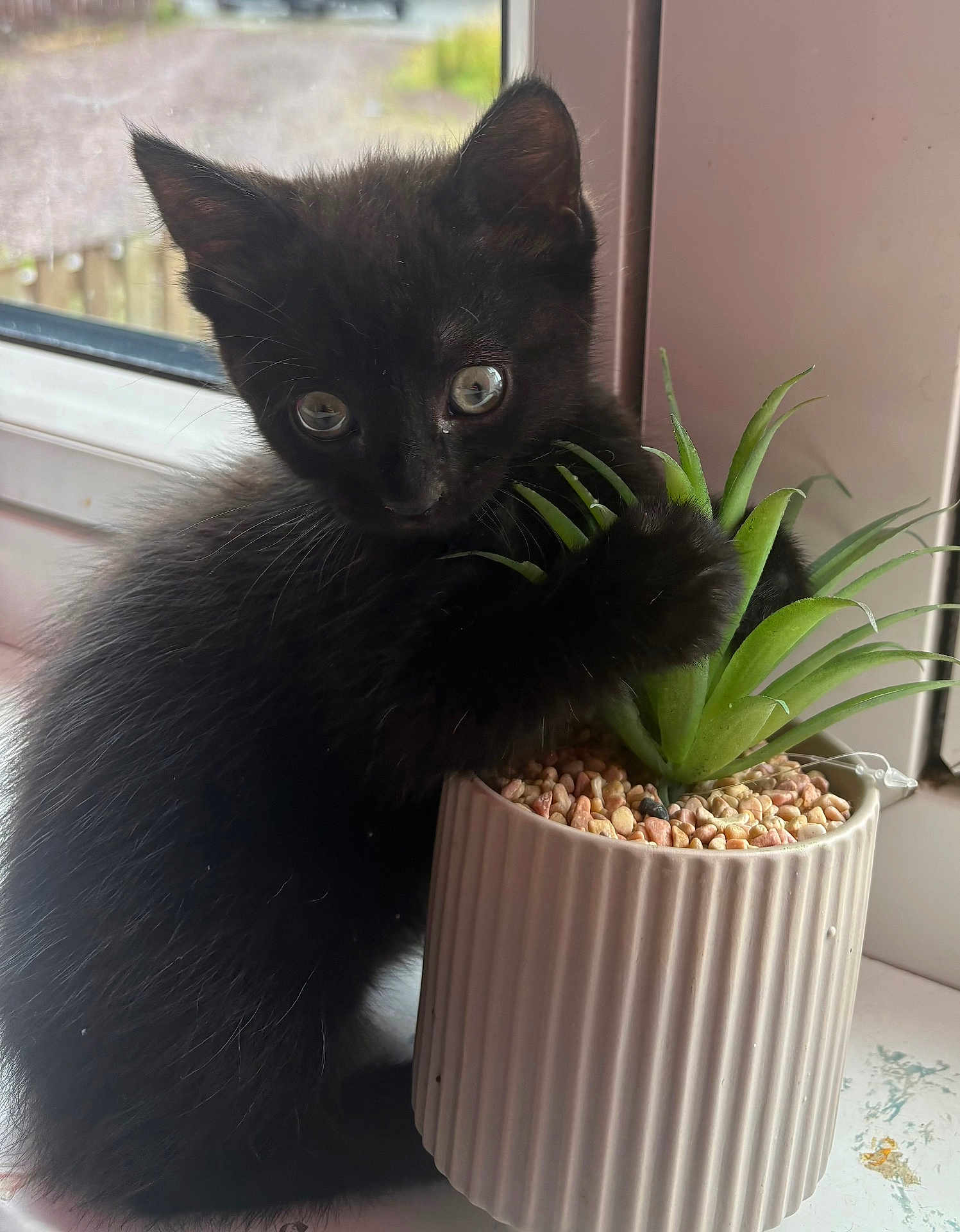 Binx