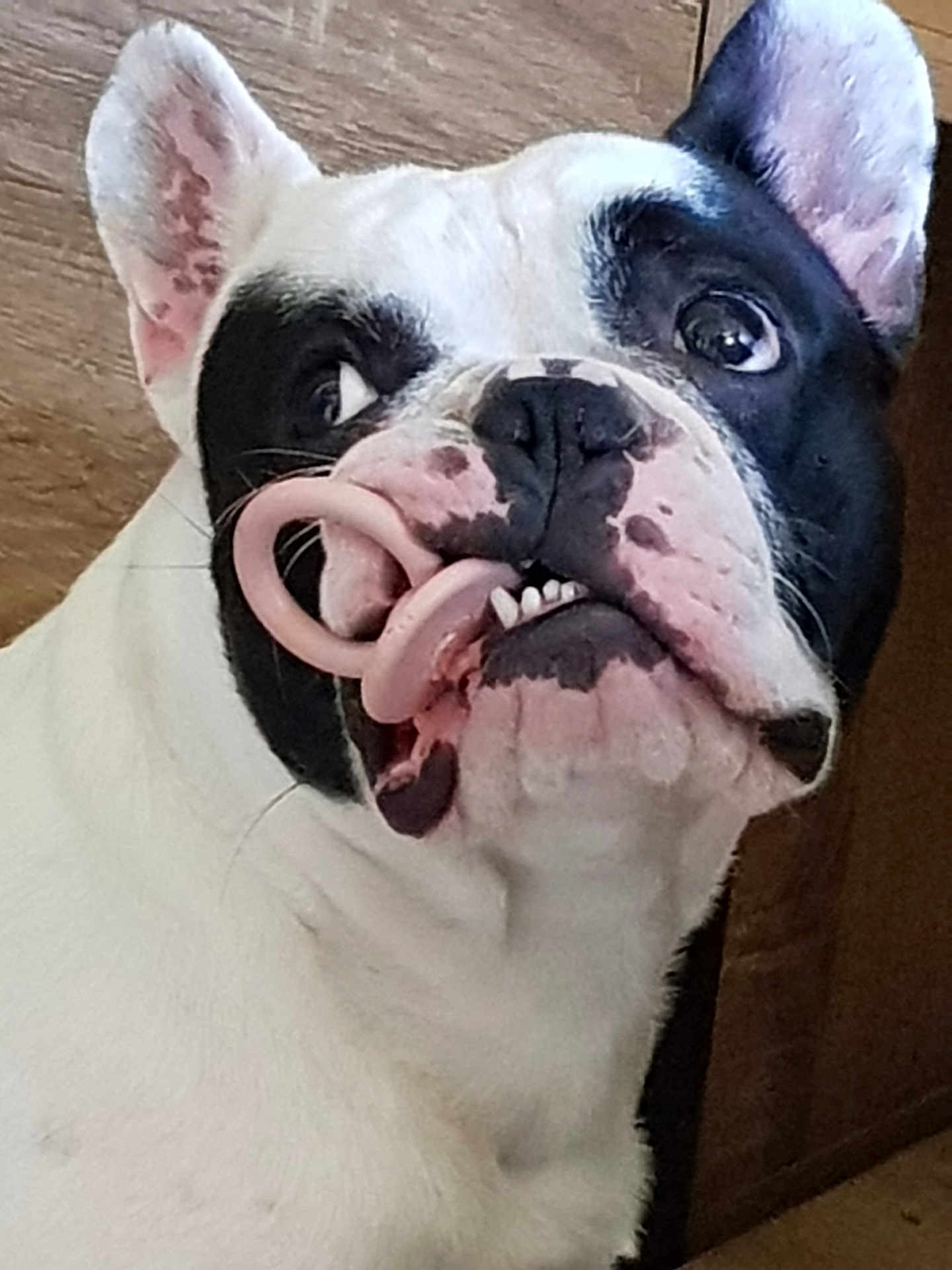 Prince