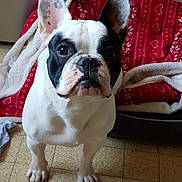 Prince a rejoint le concours — aidez-le/la à gagner de superbes lots ! animal, black, blanket, cozy, cute, dog, dog_bed, ears, face, floor, french_bulldog, fur, home, indoor, looking_up, paw, pet, portrait, tile_floor, white