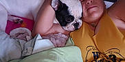 Prince a rejoint le concours — aidez-le/la à gagner de superbes lots ! arm, bed, black_spot, blanket, closeup, comfort, cuddle, dog, face, friendship, indoor, nap, person, pet, relaxed, resting, smile, snuggling, white_dog, yellow_shirt
