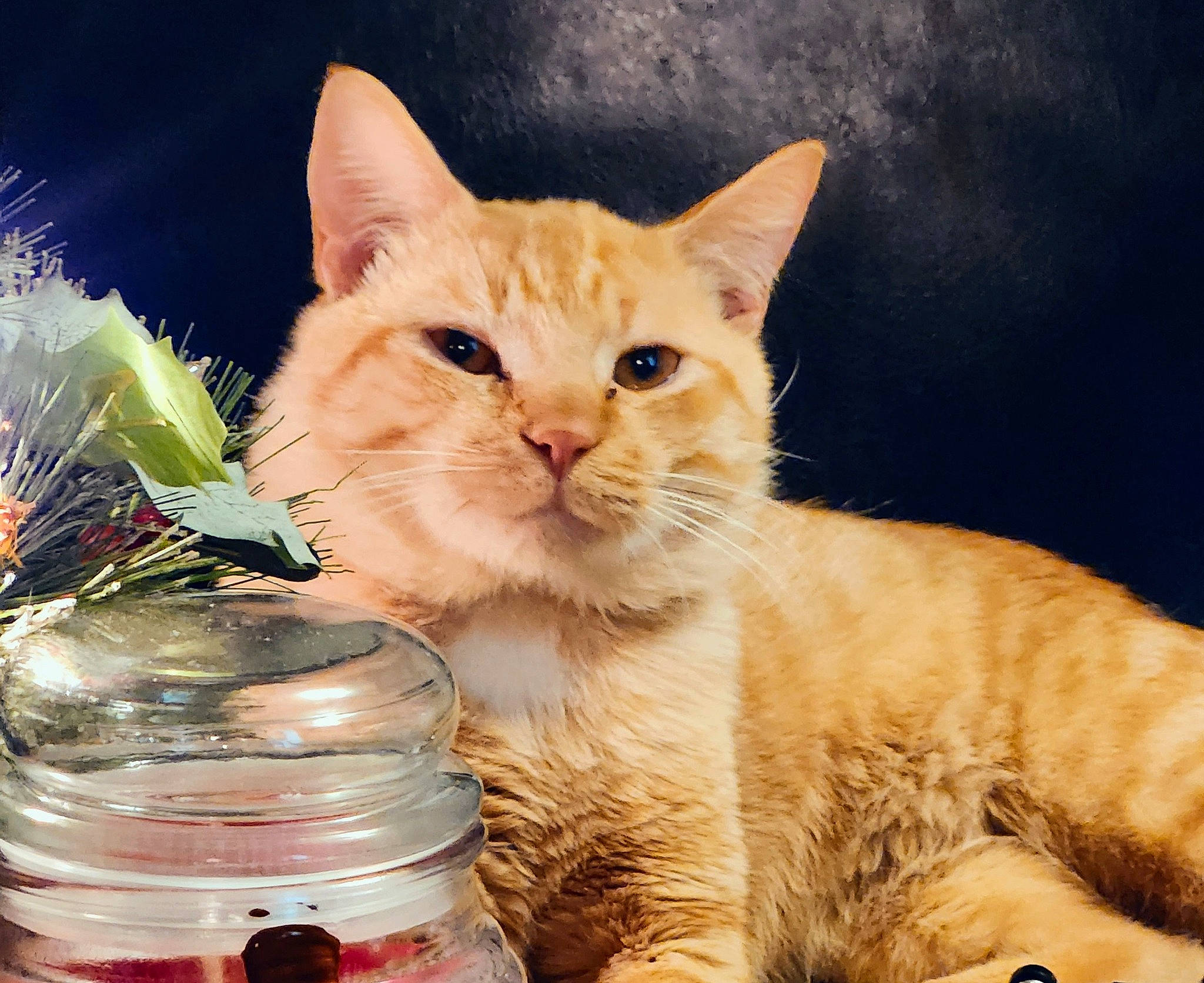 Garth is registered to the contest to win money with this photo: carnivore, cat, cat_supply, claw, domestic_short_haired_cat, drinkware, event, fawn, felidae, fur, paw, photo_caption, sitting, small_to_medium_sized_cats, snout, tail, whiskers, window