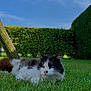 Biscotte participe au concours pour gagner de l'argent avec cette photo : animal, backyard, cat, fence, field, grass, grassland, green, hedge, kitten, lawn, manx, nature, outdoors, park, pet, plant, tree, vegetation, yard