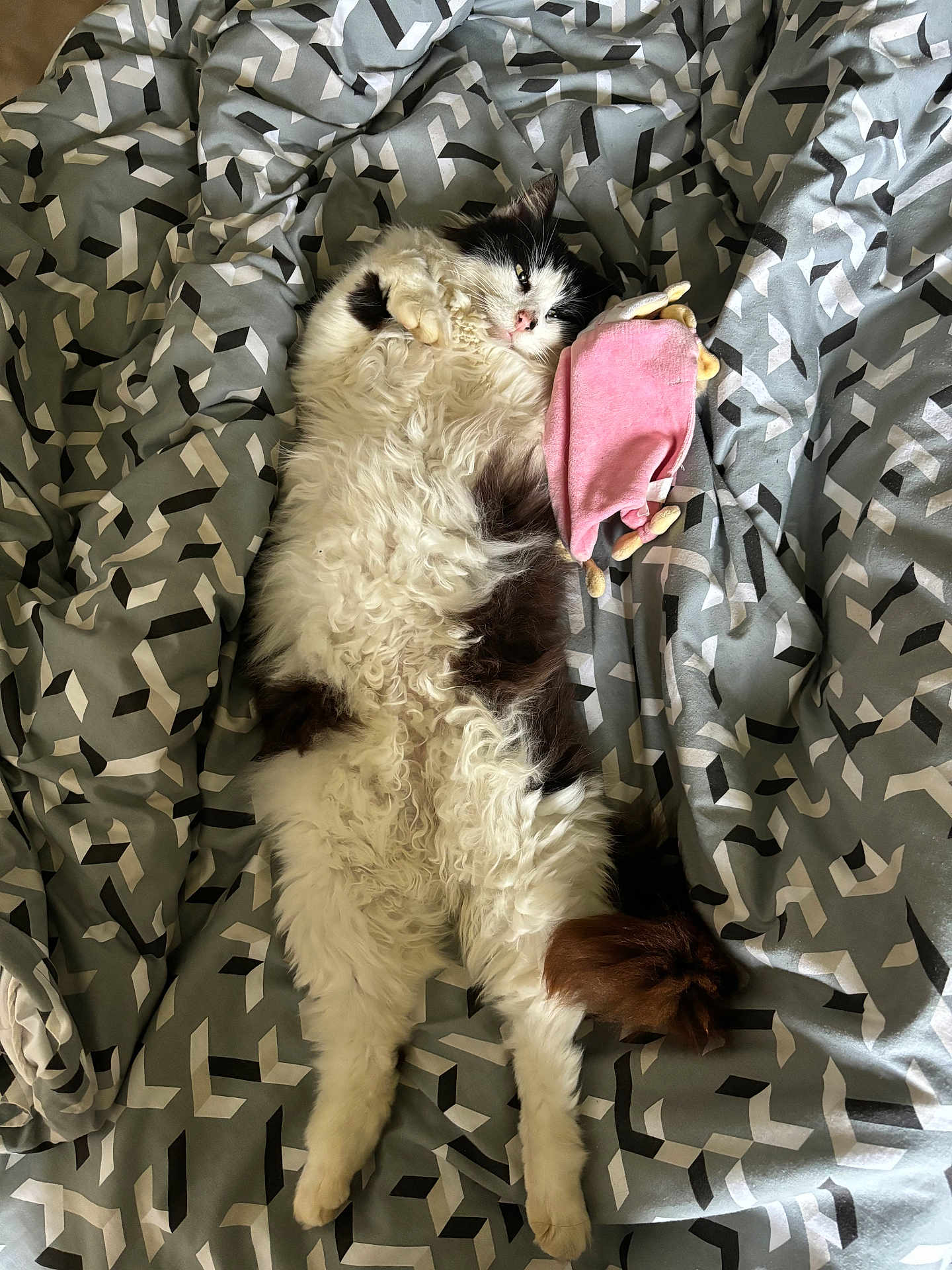 Biscotte a rejoint le concours — aidez-le/la à gagner de superbes lots ! animal, armchair, bed, blanket, canine, cat, chair, couch, cushion, dog, furniture, homedecor, kitten, linen, manx, person, pet, quilt, sleeping, terrier