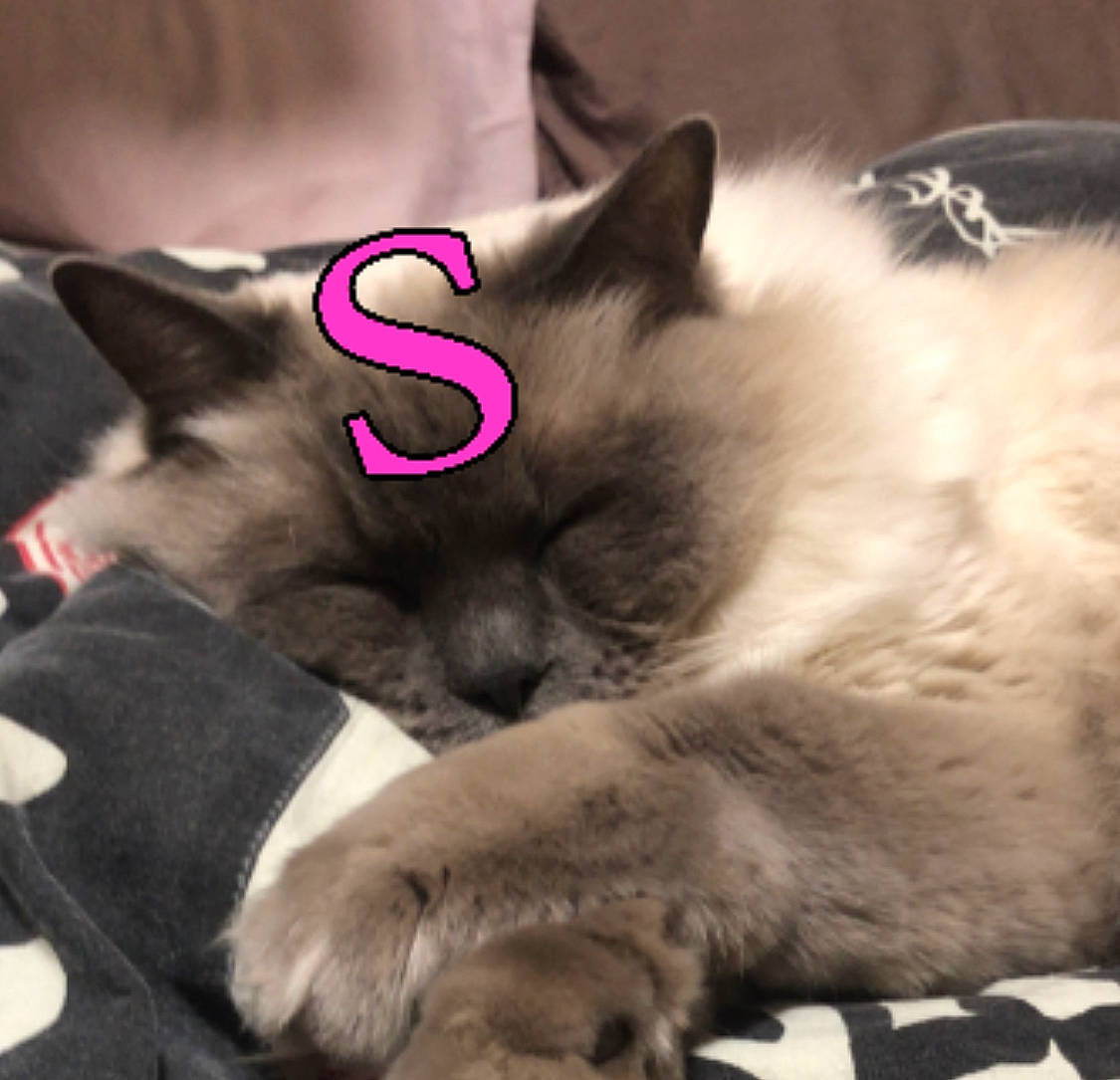 Mickey a rejoint le concours — aidez-le/la à gagner de superbes lots ! carmine, carnivore, cat, claw, comfort, companion_dog, fawn, felidae, fur, human_leg, mammal, nap, paw, siamese, small_to_medium_sized_cats, snapshot, snout, tail, thai, whiskers