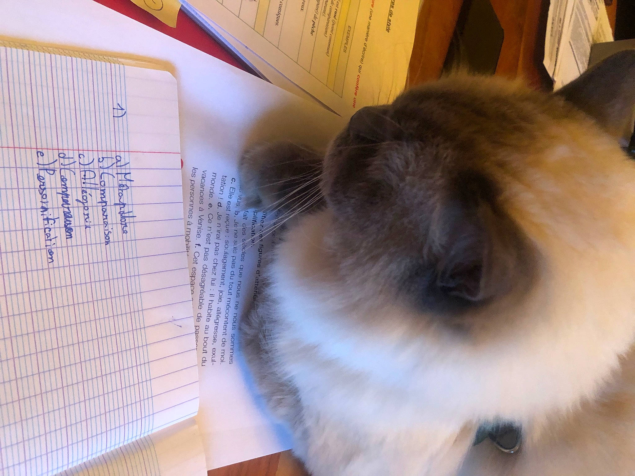 Mickey a rejoint le concours — aidez-le/la à gagner de superbes lots ! balinese, box, carnivore, cat, companion_dog, felidae, font, fur, handwriting, ink, office_equipment, office_supplies, paper, paper_product, siamese, small_to_medium_sized_cats, stationery, tail, whiskers, writing