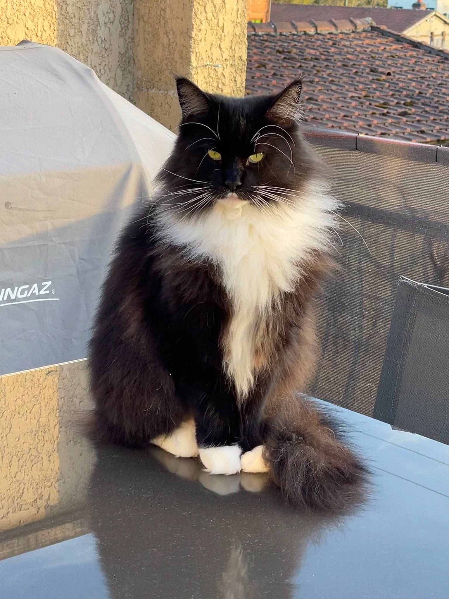 Panama participe au concours pour gagner de l'argent avec cette photo : black_cat, british_longhair, carnivore, cat, claw, domestic_short_haired_cat, felidae, flooring, formal_wear, fur, grey, paw, sitting, small_to_medium_sized_cats, snout, tail, terrestrial_animal, whiskers, window