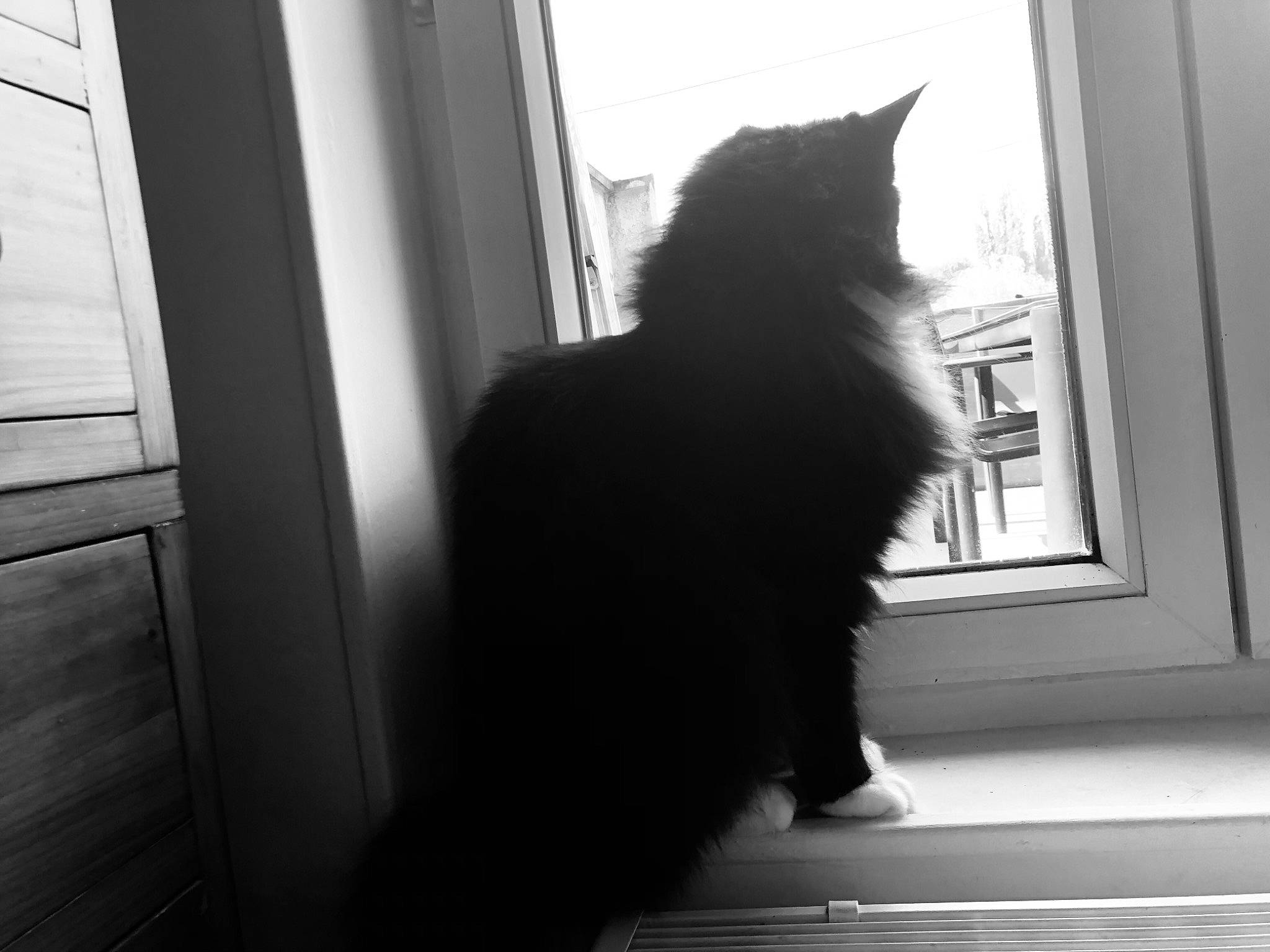 Panama a rejoint le concours — aidez-le/la à gagner de superbes lots ! black_cat, carnivore, cat, domestic_short_haired_cat, felidae, flooring, fur, glass, grey, human_leg, monochrome, monochrome_photography, paw, small_to_medium_sized_cats, snout, tail, tints_and_shades, whiskers, window, wood