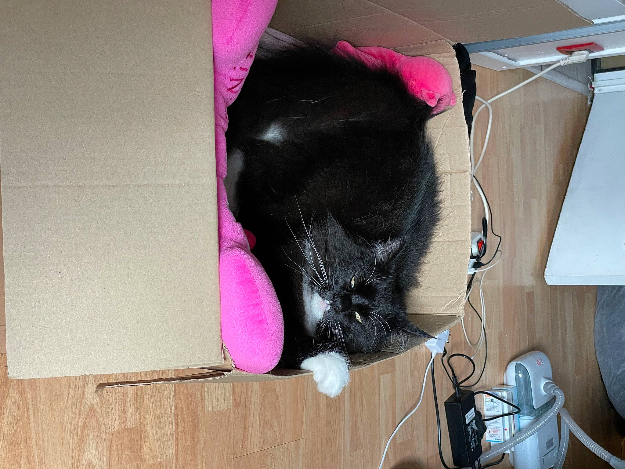 Panama a rejoint le concours — aidez-le/la à gagner de superbes lots ! audio_equipment, carmine, collar, dog_breed, fashion_accessory, flooring, fur, hardwood, magenta, natural_material, pink, room, snout, tail, toy, wood