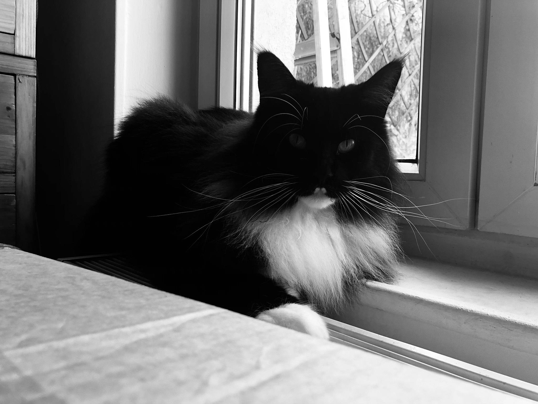 Panama participe au concours pour gagner de l'argent avec cette photo : black_and_white, carnivore, cat, domestic_short_haired_cat, felidae, flooring, fur, grey, monochrome, monochrome_photography, paw, shadow, small_to_medium_sized_cats, snout, style, tail, tints_and_shades, whiskers, window, wood