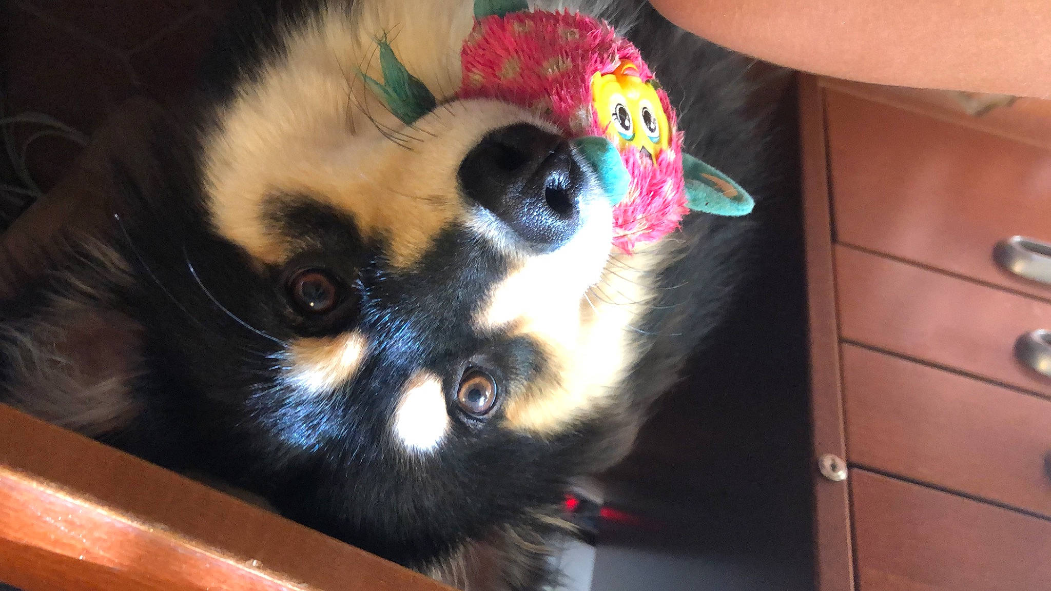 Titi participe au concours pour gagner de l'argent avec cette photo : balinese, canidae, carnivore, cat, companion_dog, dog_breed, eyewear, fawn, felidae, fur, paw, siamese, small_to_medium_sized_cats, snout, sporting_group, sunglasses, terrestrial_animal, toy_dog, whiskers, working_animal