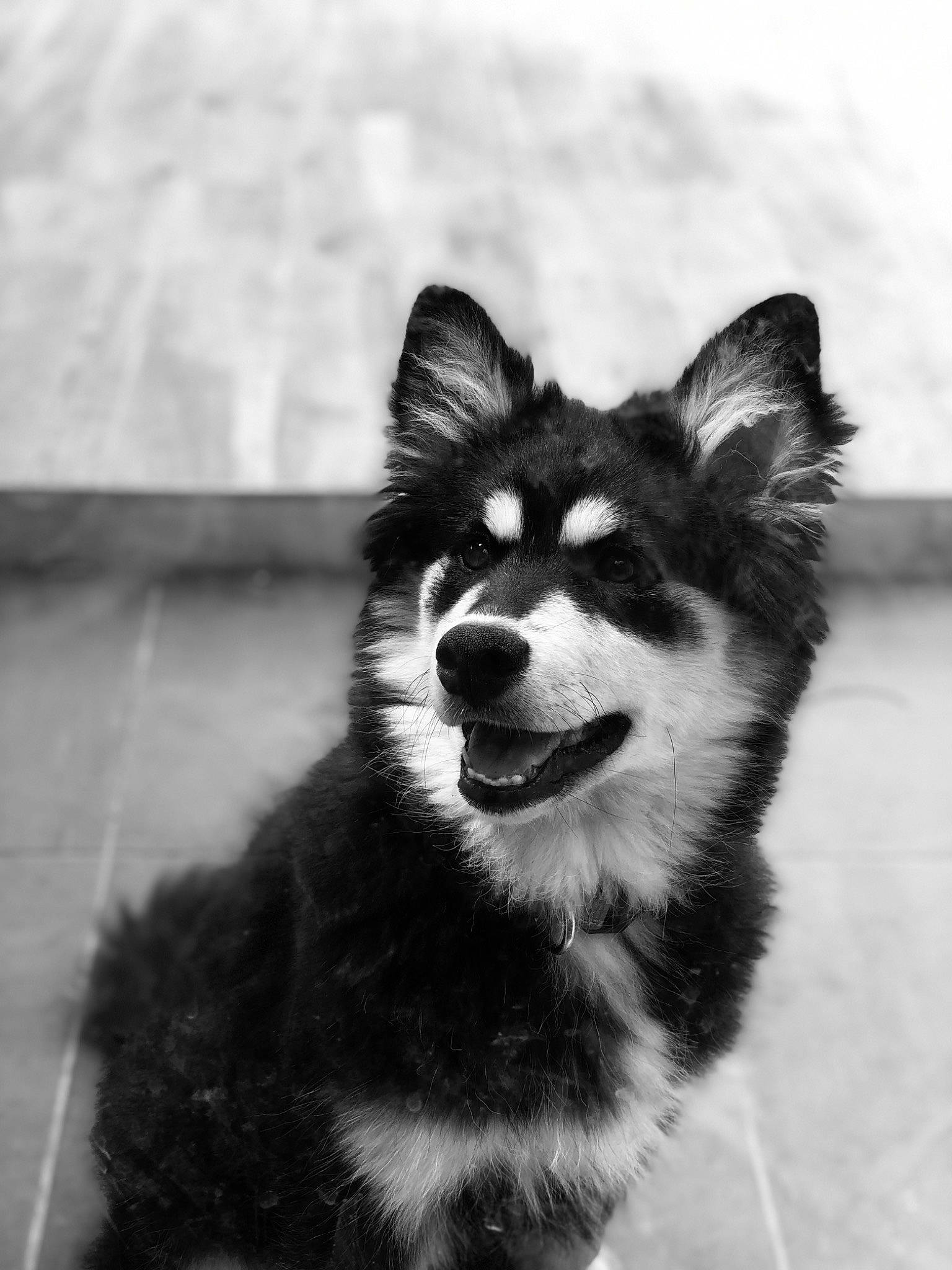 Titi a rejoint le concours — aidez-le/la à gagner de superbes lots ! black_and_white, canidae, canis, carnivore, companion_dog, dog, dog_breed, fur, herding_dog, monochrome, monochrome_photography, siberian_husky, sled_dog, snout, sporting_group, style, terrestrial_animal, whiskers, working_animal, working_dog