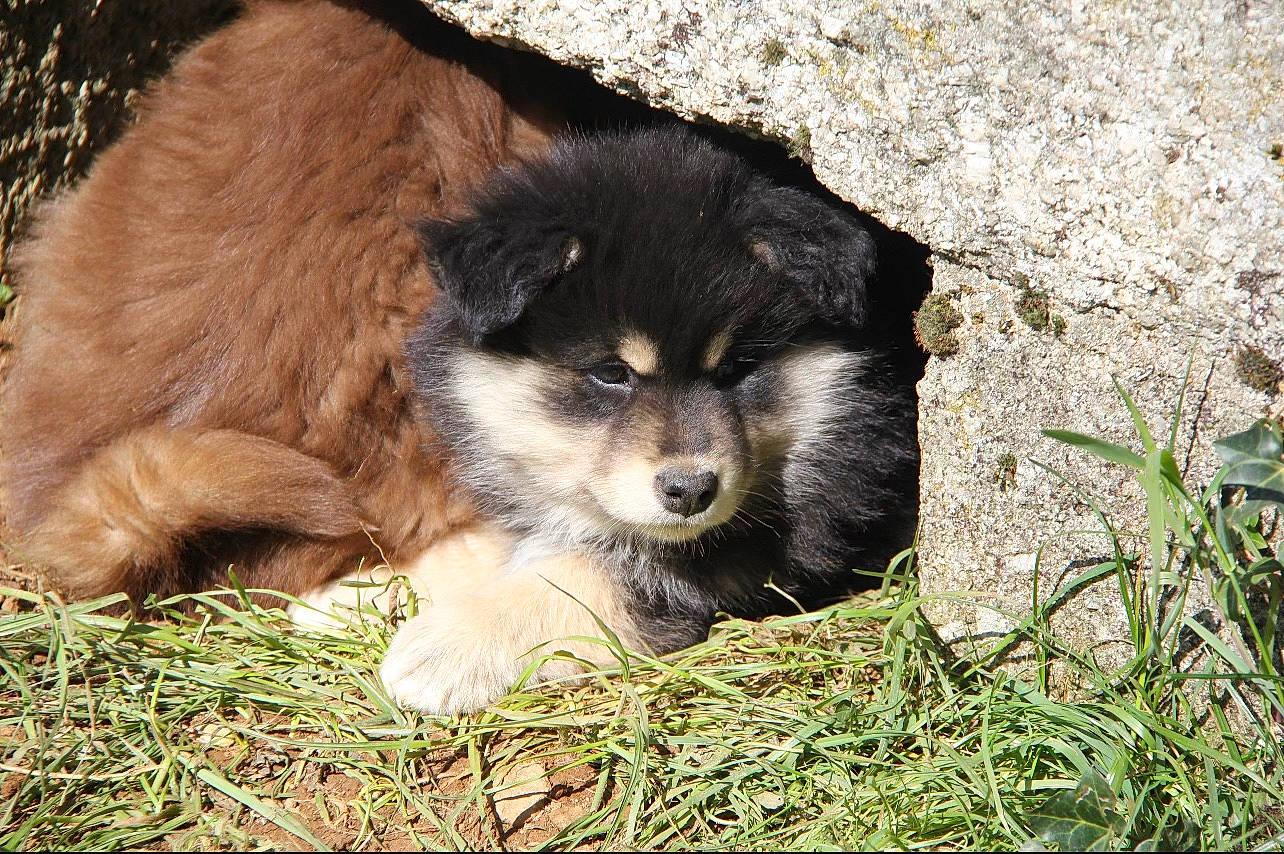 Titi participe au concours pour gagner de l'argent avec cette photo : canidae, carnivore, companion_dog, dog, dog_breed, fur, grass, mustelidae, puppy, sporting_group, terrestrial_animal, whiskers, wildlife