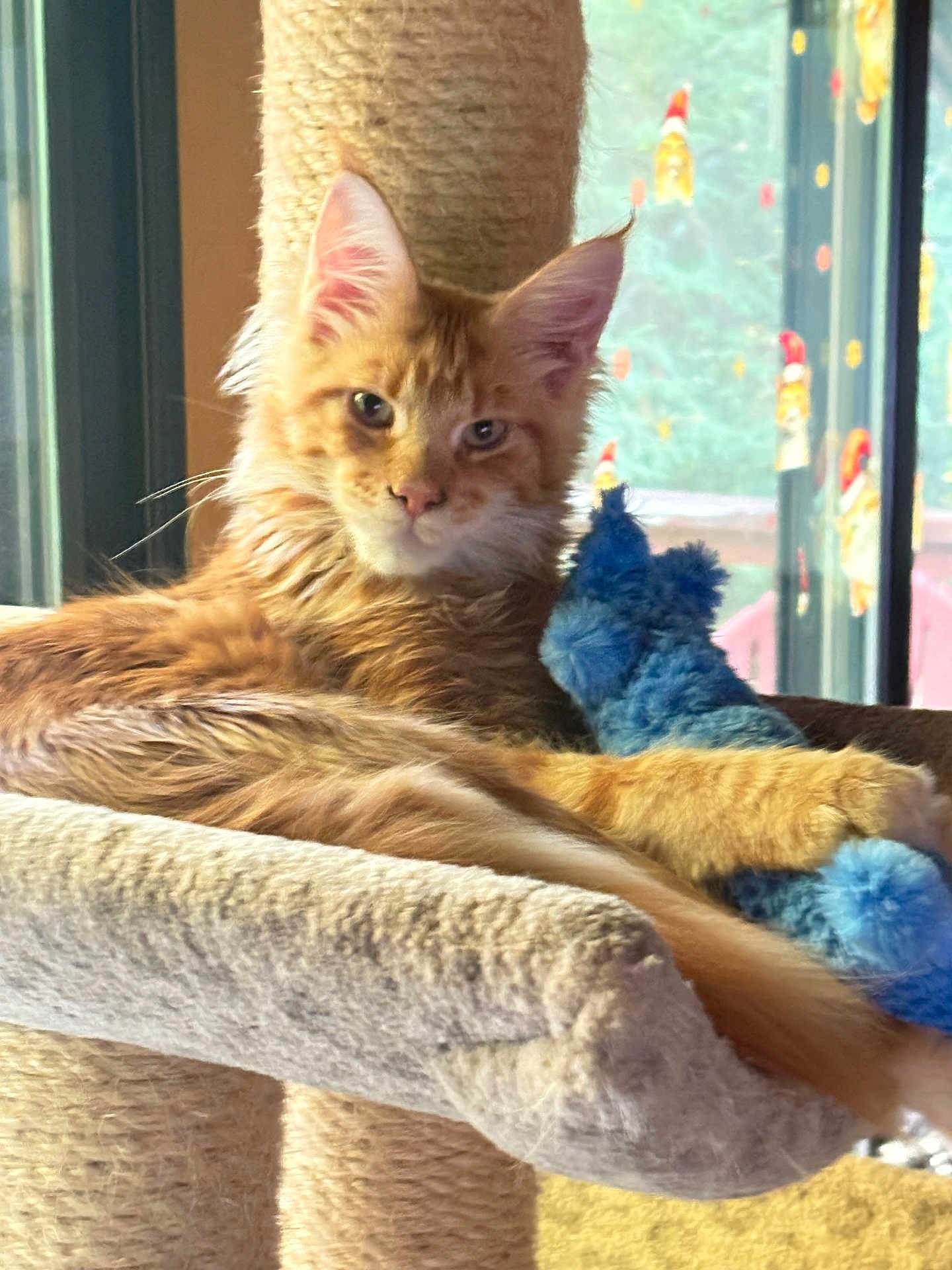 Ozzy joined the competition — help win amazing prizes! cat, orange_tabby, cat_tree, toy, blue_toy, window, holiday_decorations, indoor, feline, pet, relaxed, fur, whiskers, ears, claws, paw, resting, cozy, sunlight, home