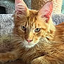 Ozzy is registered to the contest to win money with this photo: cat, ginger_cat, feline, pet, animal, fluffy_fur, whiskers, ears, carpet, scratching_post, indoor, relaxed, closeup, portrait, cute, domestic_cat, mammal, furry, resting, looking