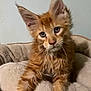 kitten, orange_cat, pet_bed, furry, cute, ears, whiskers, animal, indoor, feline, curious, young_cat, soft, cozy, portrait, mammal, resting, domestic_cat, small_animal, fur