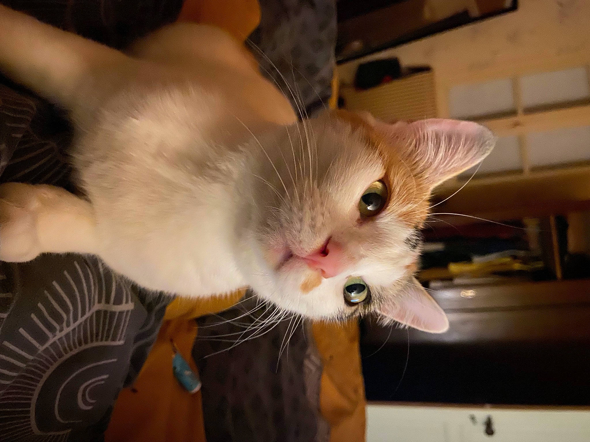 Soy participe au concours pour gagner de l'argent avec cette photo : bow_tie, carnivore, cat, claw, collar, comfort, domestic_short_haired_cat, ear, fang, fawn, felidae, fur, gesture, paw, small_to_medium_sized_cats, snout, tail, whiskers