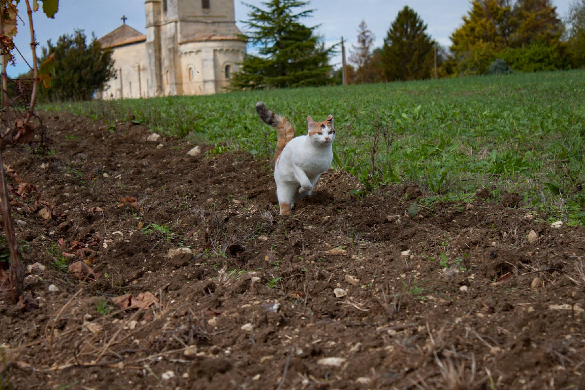 Soy participe au concours pour gagner de l'argent avec cette photo : building, cat, dog_breed, fawn, felidae, field, grass, grassland, groundcover, house, landscape, pasture, plant, shrub, sky, soil, sporting_group, tail, tree, window