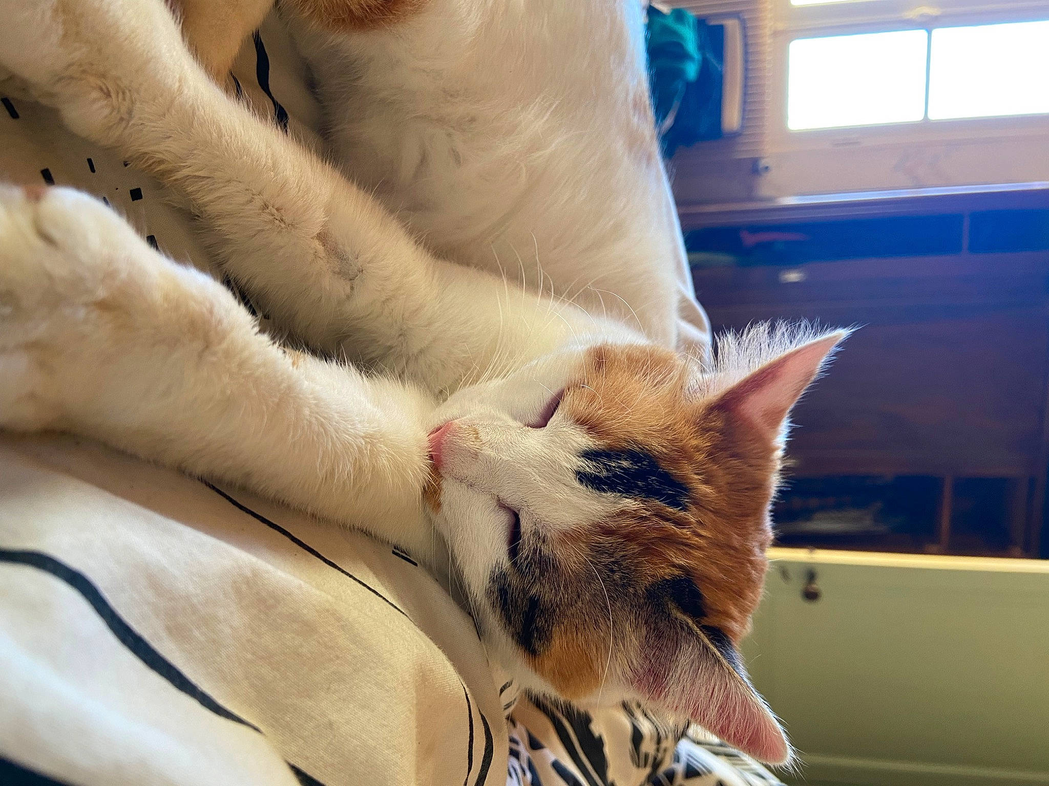 Soy a rejoint le concours — aidez-le/la à gagner de superbes lots ! canidae, carnivore, cat, claw, comfort, companion_dog, domestic_short_haired_cat, fawn, felidae, foot, fur, human_leg, leg, linens, paw, small_to_medium_sized_cats, snout, tail, whiskers, window