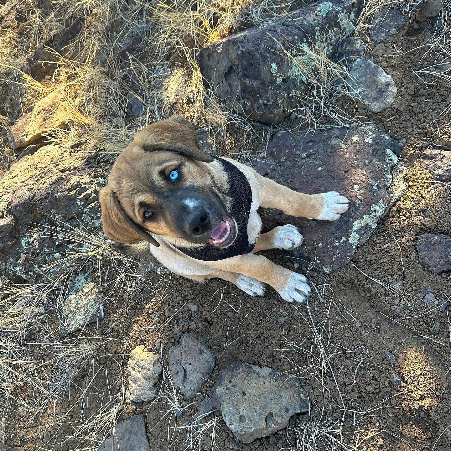 Max joined the competition — help win amazing prizes! animal, blue_eye, brown_eye, canine, cute, dog, dry_grass, earth, expression, fur, harness, looking_up, nature, outdoor, pet, playful, puppy, rocky_ground, sunlight, young_dog