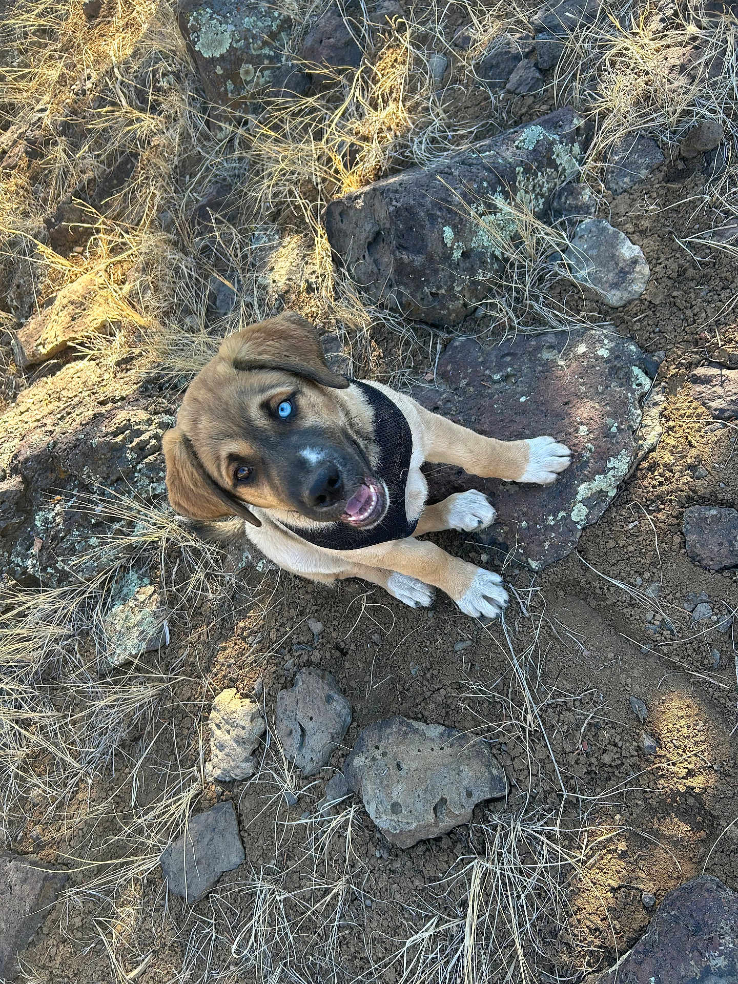 Max