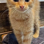 Obi is registered to the contest to win money with this photo: kitten, cat, orange_tabby, fur, whiskers, towel, indoor, pet, animal, cute, small, young, curious, soft, paws, closeup, portrait, feline, domestic_cat, looking
