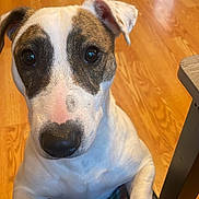 Sophia is registered to the contest to win money with this photo: dog, pet, close_up, indoor, wooden_floor, stove, kitchen, paw, lap, striped_pants, white_fur, brown_spots, curious, animal, companion, domestic, cute, looking_up, friendly, household