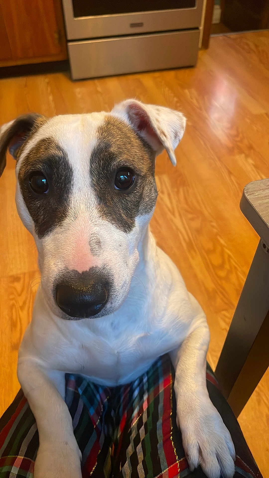 Sophia is registered to the contest to win money with this photo: dog, pet, close_up, indoor, wooden_floor, stove, kitchen, paw, lap, striped_pants, white_fur, brown_spots, curious, animal, companion, domestic, cute, looking_up, friendly, household