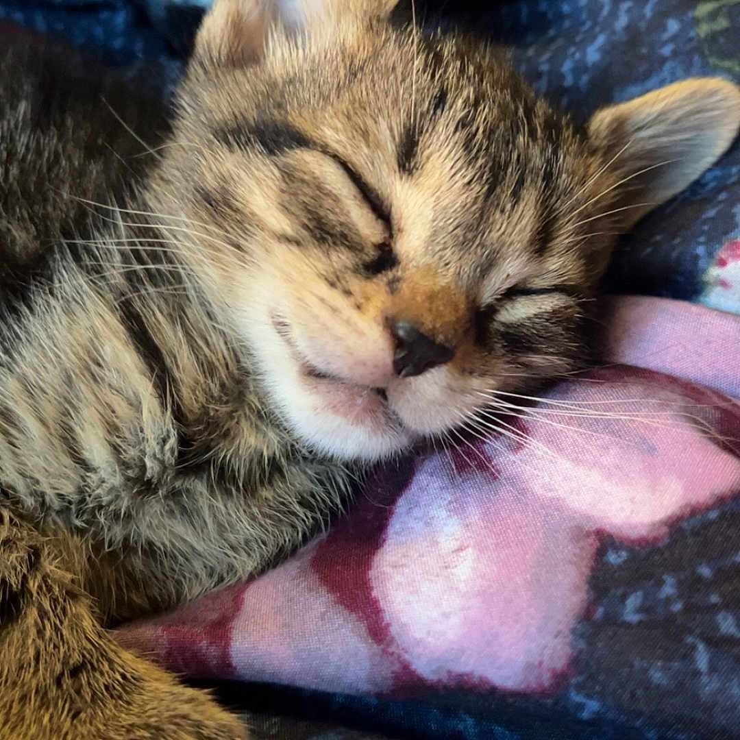 Diesel is registered to the contest to win money with this photo: adorable, animal, blanket, cat, close_up, cozy, cute, fur, indoor, kitten, nap, paw, peaceful, pet, resting, sleeping, soft, tabby, whiskers, young