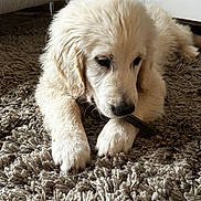 Vico a rejoint le concours — aidez-le/la à gagner de superbes lots ! dog, puppy, golden_retriever, carpet, indoor, pet, chewing, furry, cute, animal, floor, paw, snout, relaxed, home, young_dog, domestic_animal, fur, canine, resting