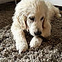dog, puppy, golden_retriever, carpet, indoor, pet, chewing, furry, cute, animal, floor, paw, snout, relaxed, home, young_dog, domestic_animal, fur, canine, resting