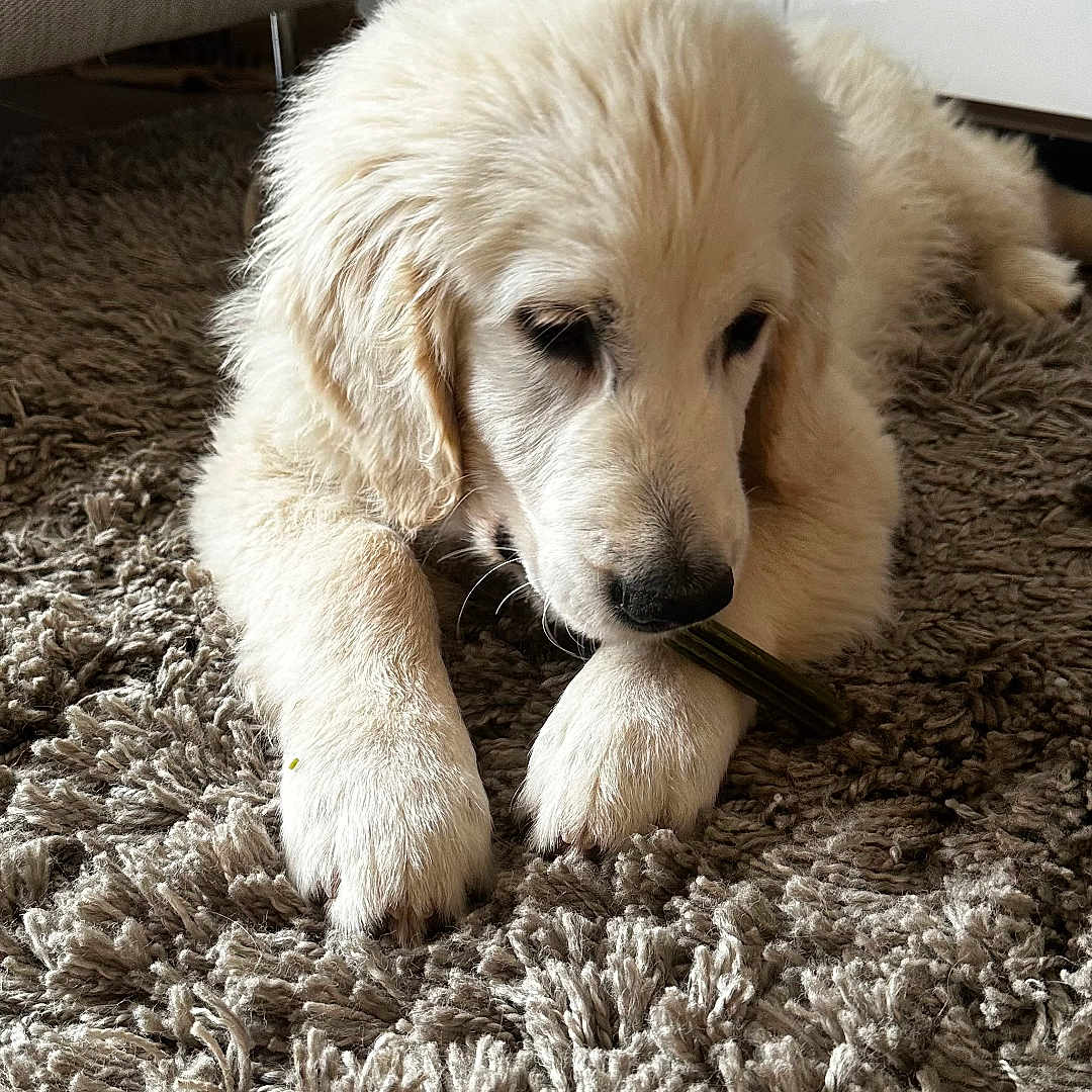 Vico a rejoint le concours — aidez-le/la à gagner de superbes lots ! animal, canine, carpet, chewing, cute, dog, domestic_animal, floor, fur, furry, golden_retriever, home, indoor, paw, pet, puppy, relaxed, resting, snout, young_dog