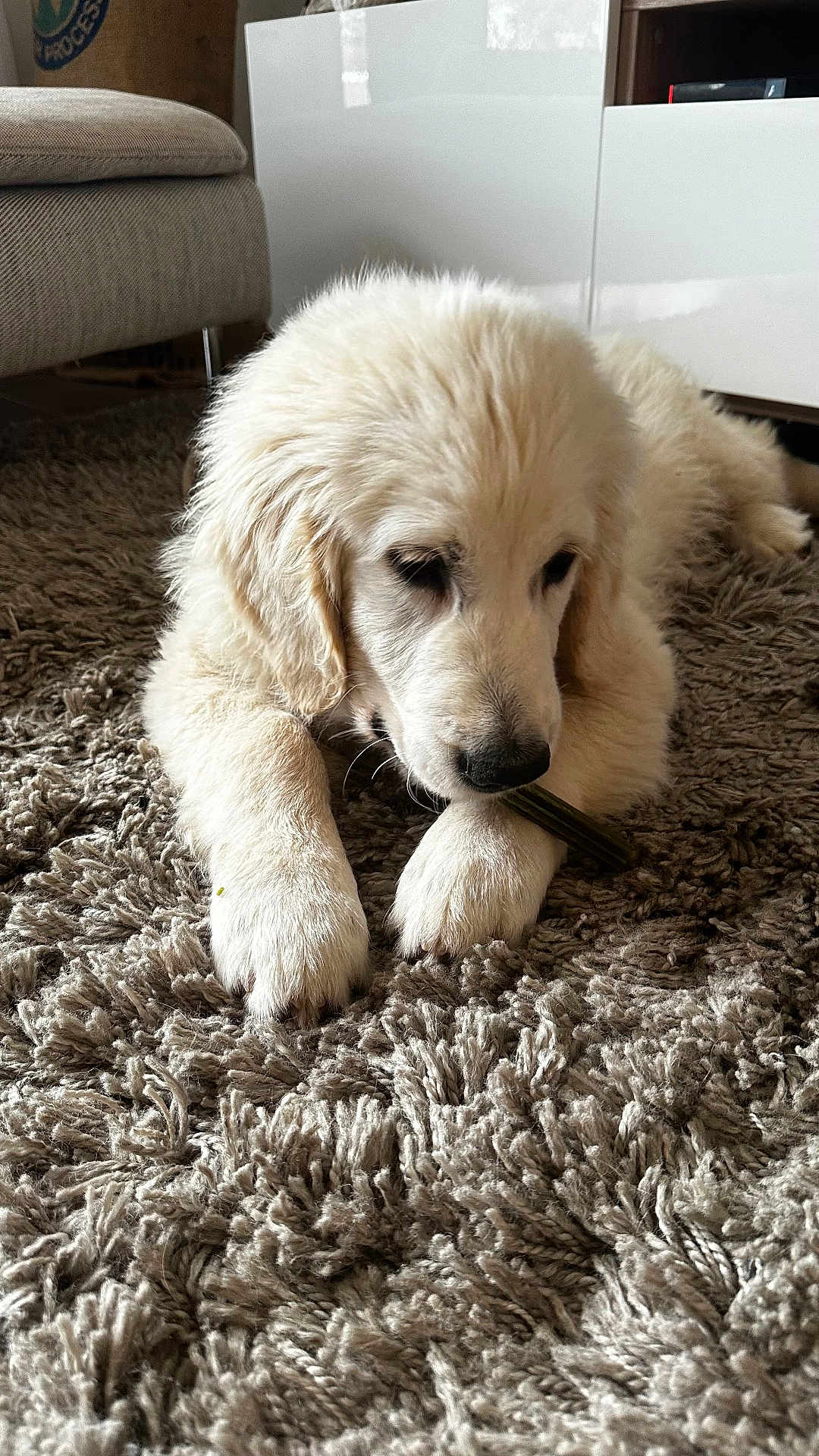 Vico a rejoint le concours — aidez-le/la à gagner de superbes lots ! dog, puppy, golden_retriever, carpet, indoor, pet, chewing, furry, cute, animal, floor, paw, snout, relaxed, home, young_dog, domestic_animal, fur, canine, resting